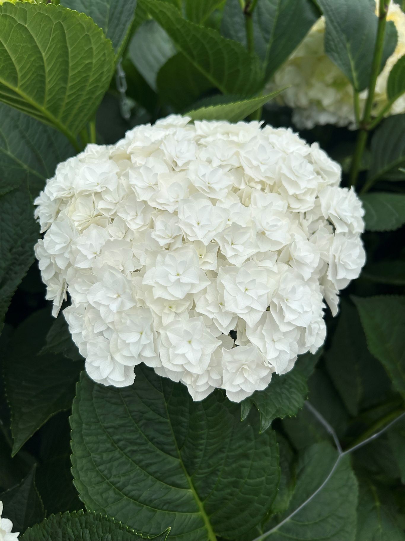 Snijbloem Hydrangea Breeders Association BV Hydrangea Royal Highness