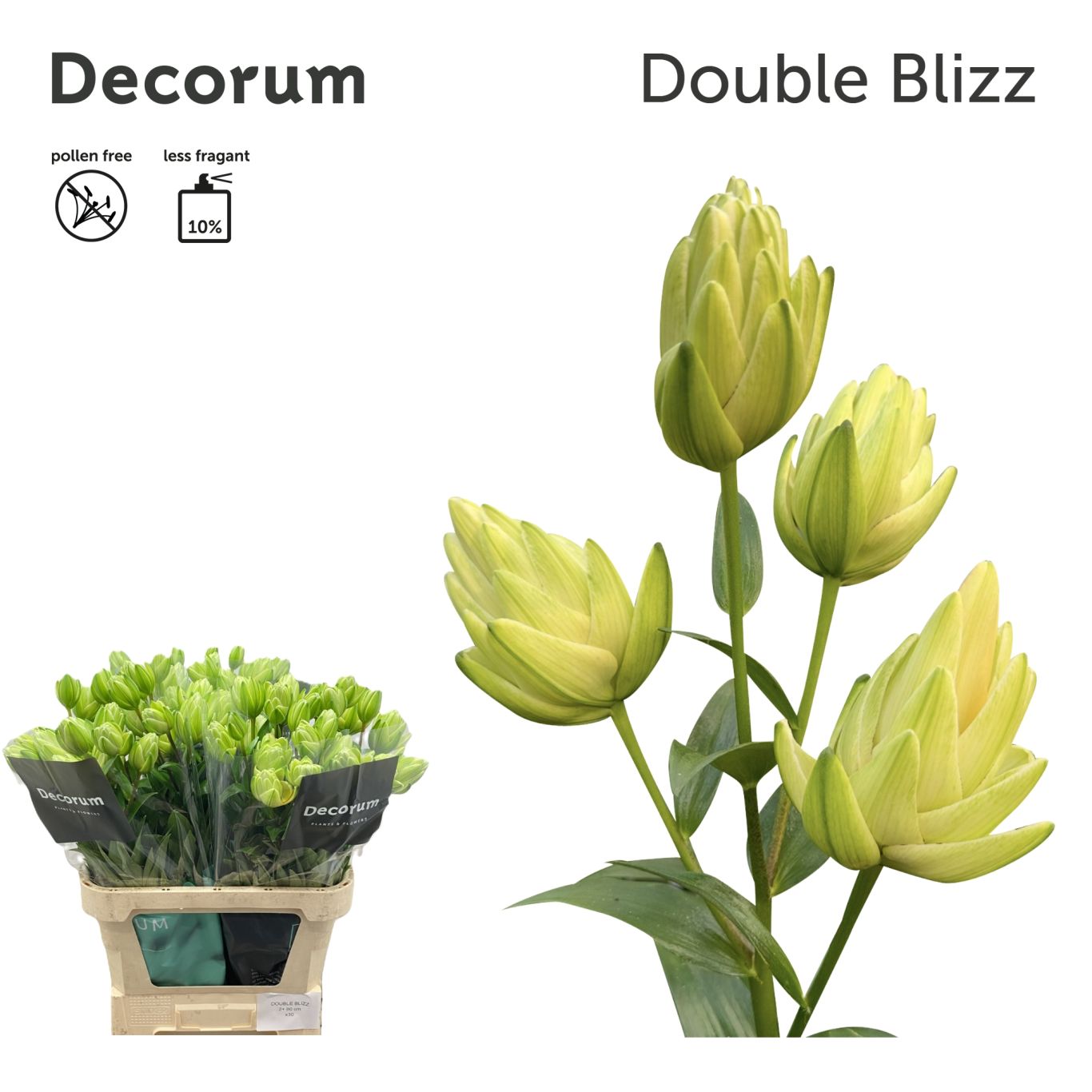 Snijbloem Moerman Lilium Lilium double blizz