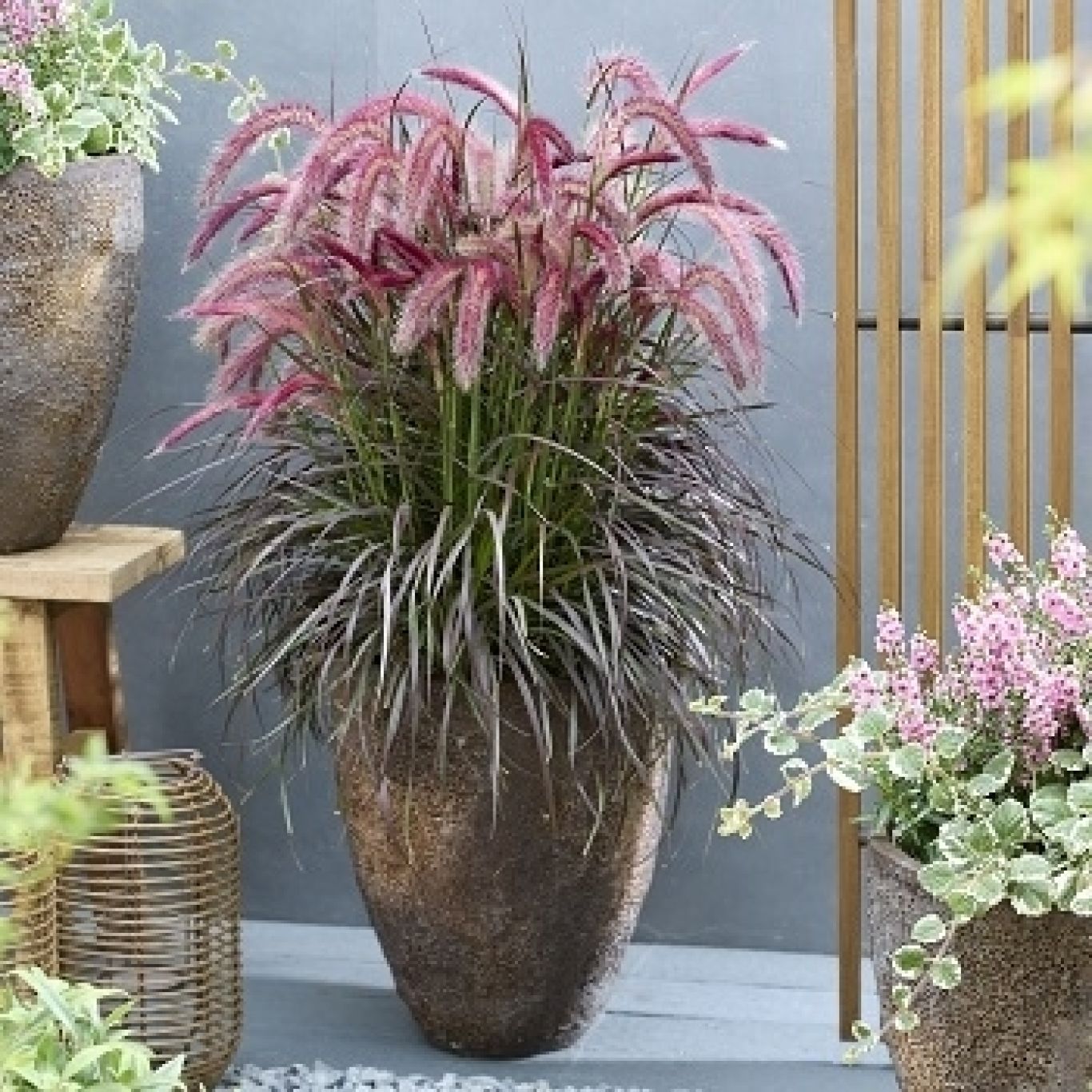 T10 Pennisetum advena Tiny Tails 350