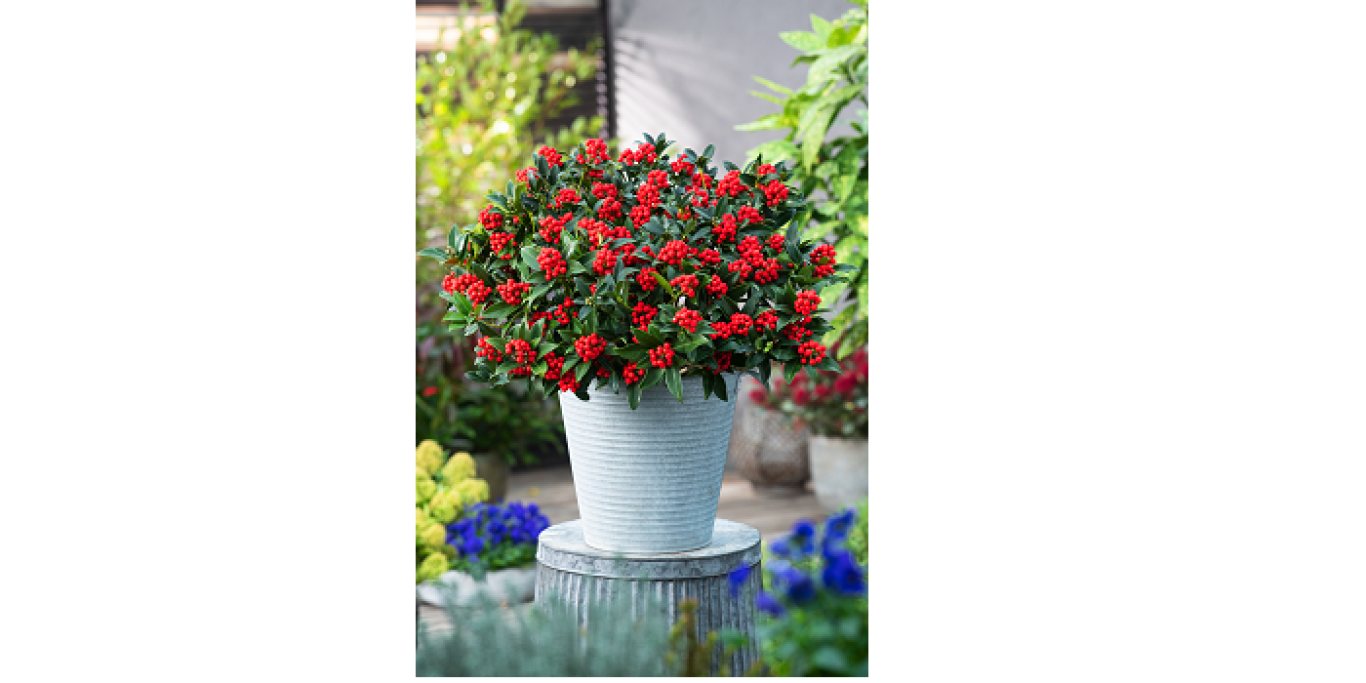 T15 Skimmia japonica Cleopatra klein