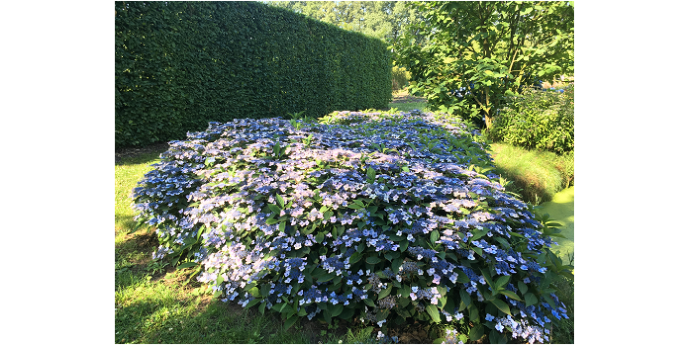 T21 Hydrangea serrata Magic Pillow groundcovering klein