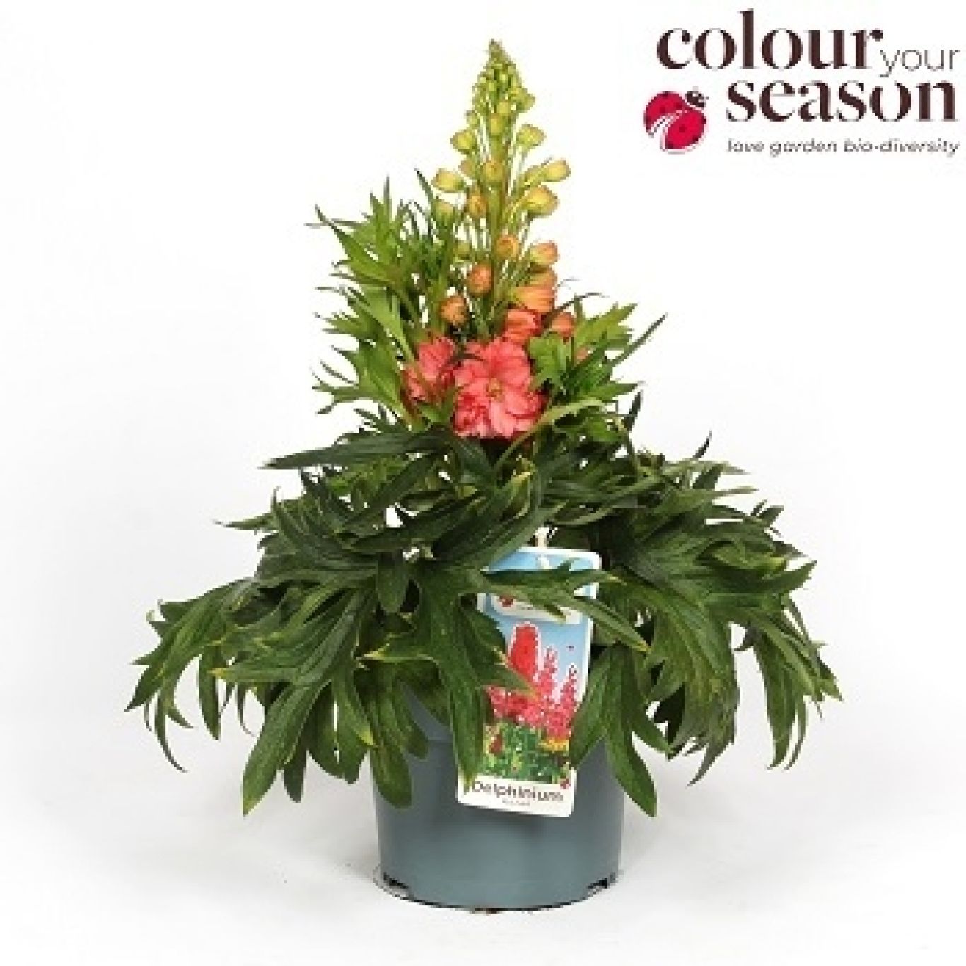 T4 Delphinium Red Lark 350