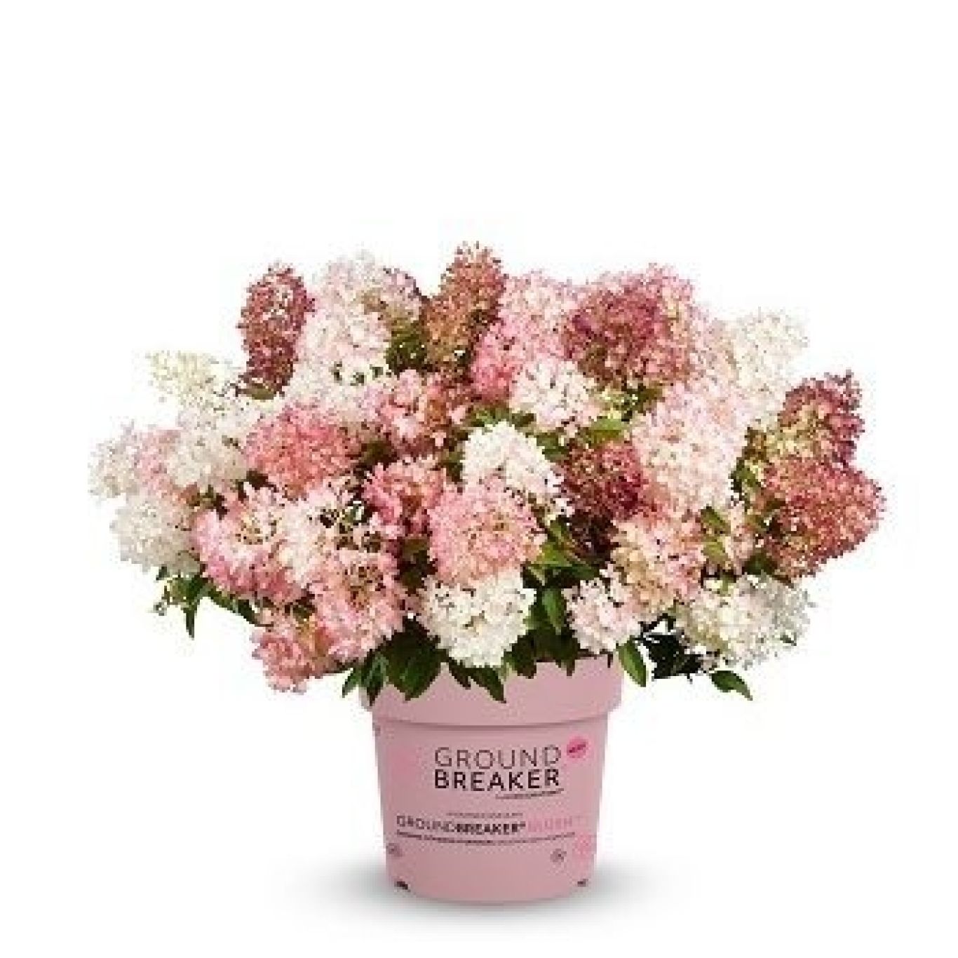 T9 Hydrangea paniculata Groundbreaker Blush 350