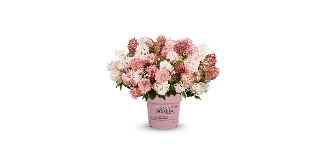 T9 Hydrangea paniculata Groundbreaker Blush klein