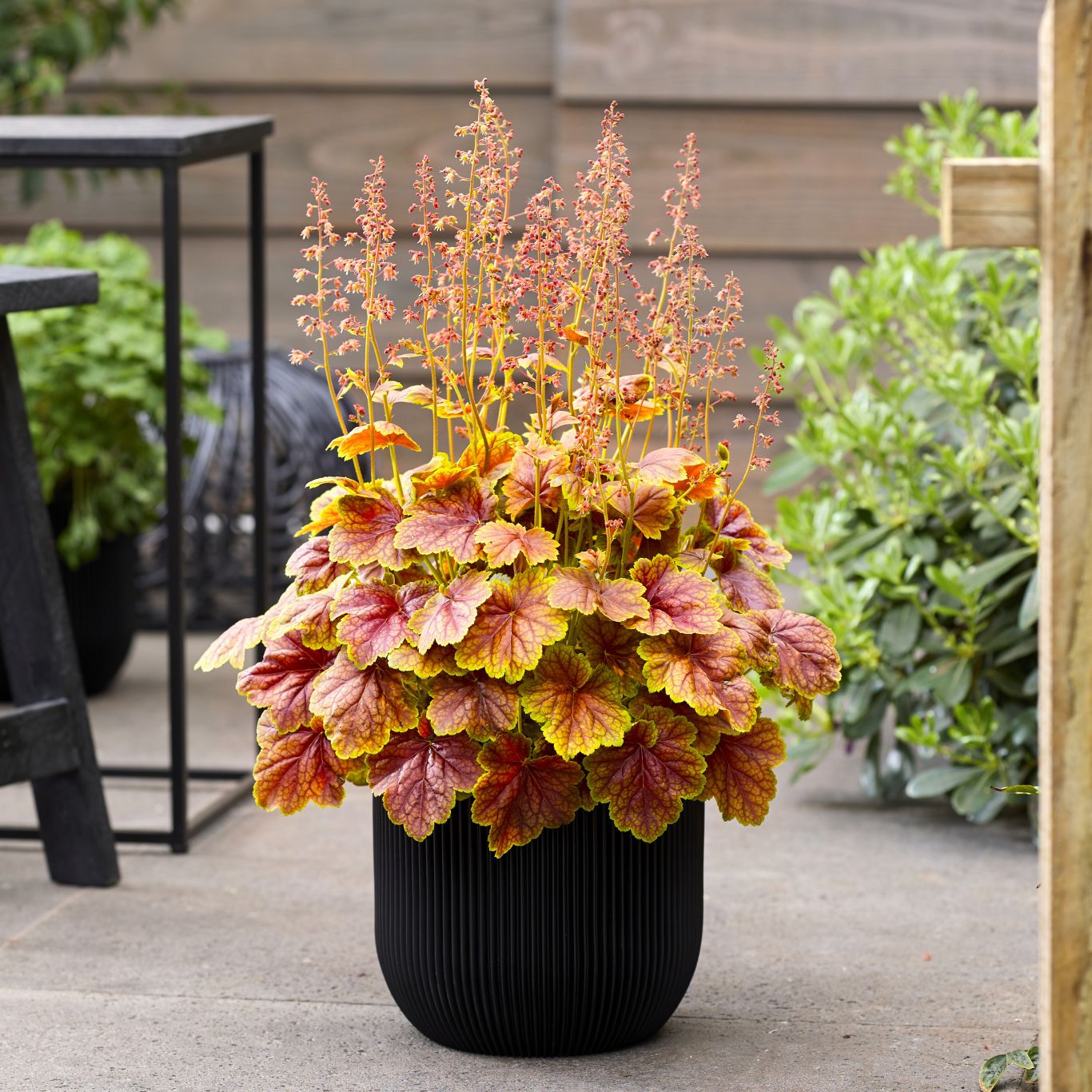 Tuinplant Colour Your Season Heuchera Eternal Flame