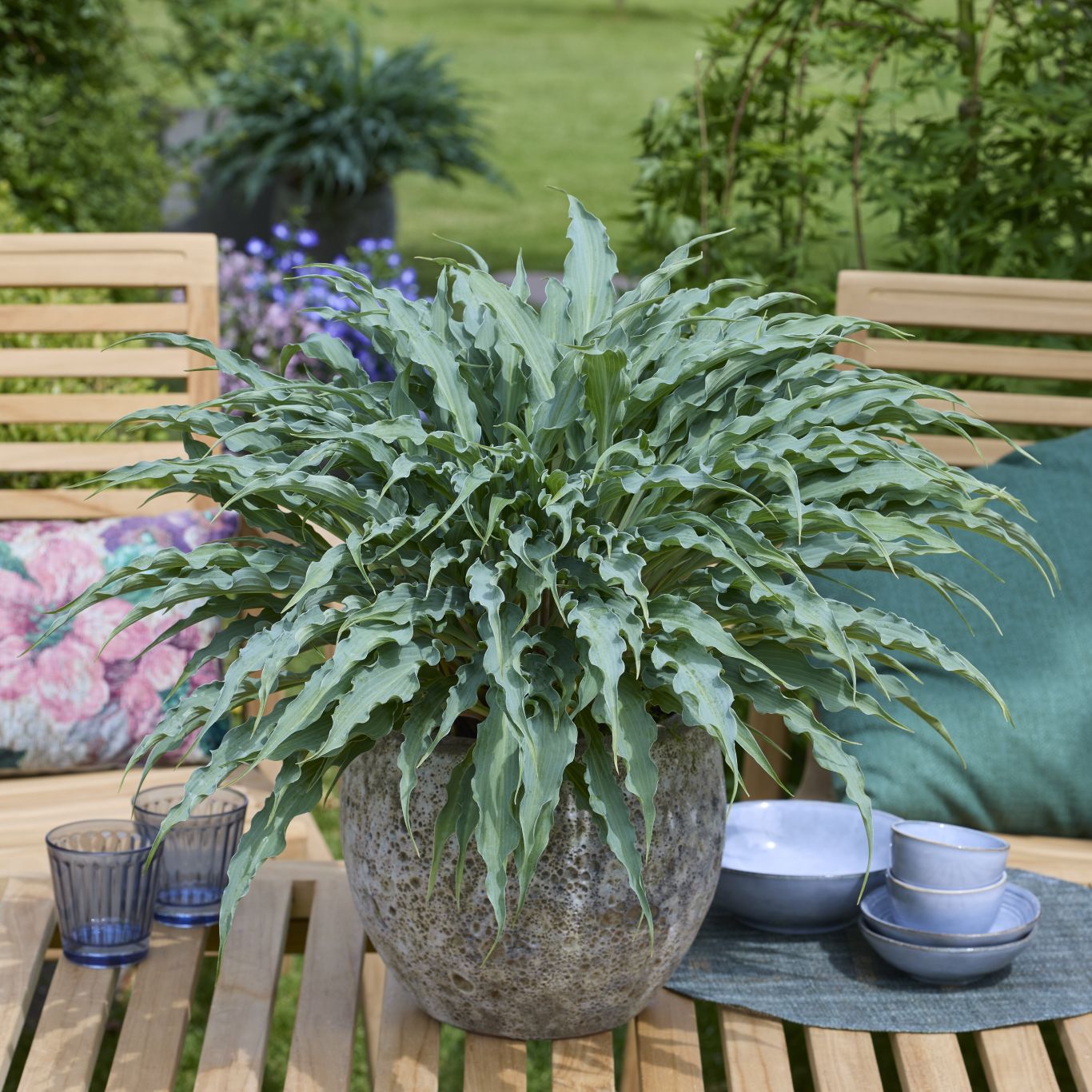 Tuinplant Hoogeveen Plants Hosta Silly String