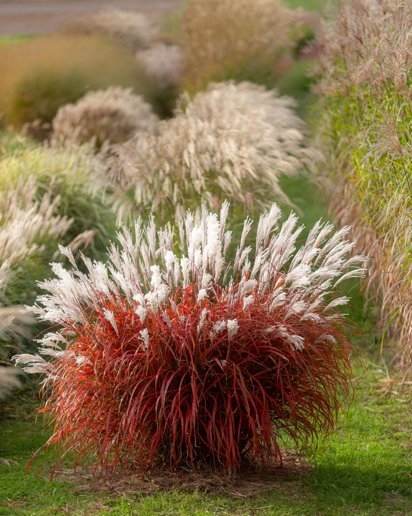 Tuinplant Hoogeveen Plants Miscanthus Lady in Red