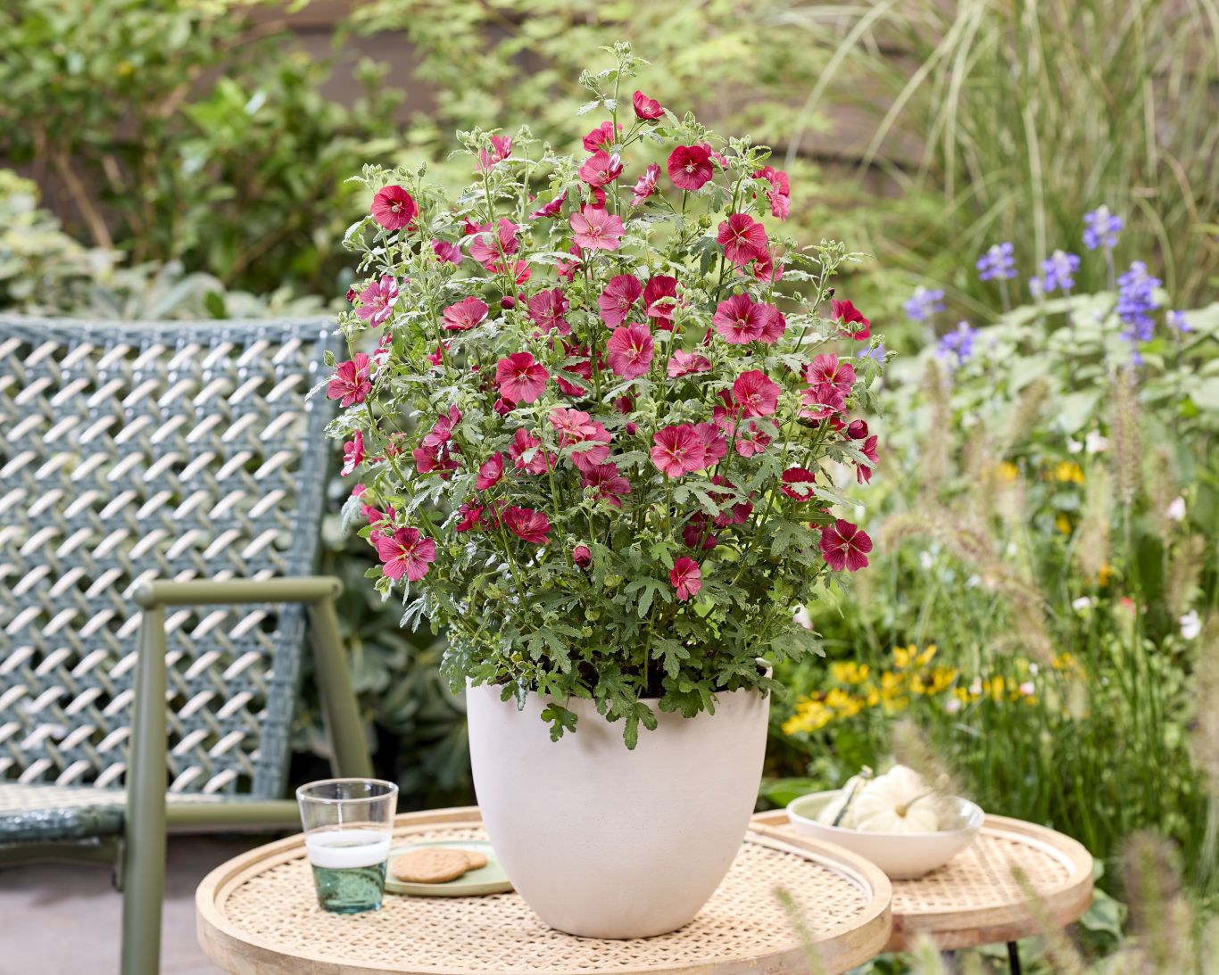Tuinplant Stolk BV Anisodontea Carnival Lights Candy Apple