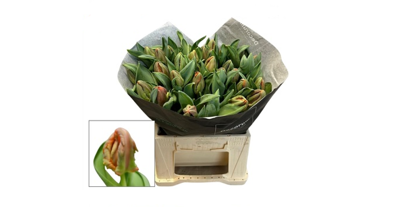 Tulipa Parrot nieuw
