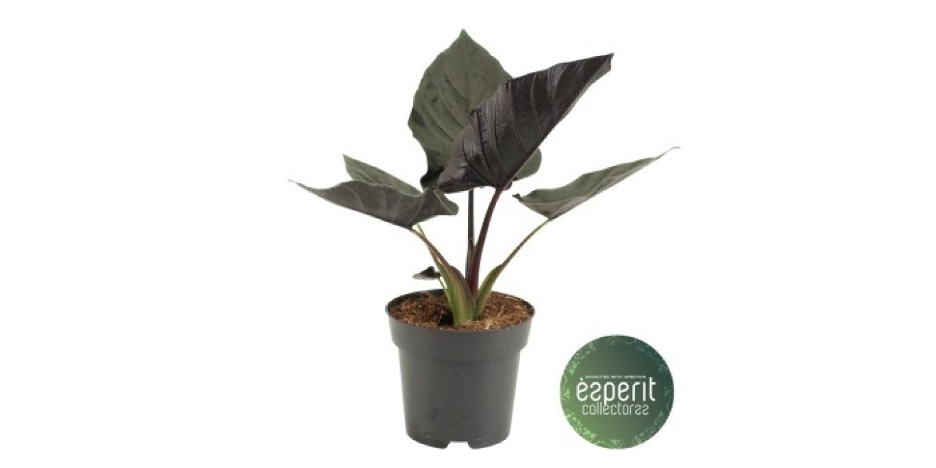 Website Alocasia Antoro Velvet