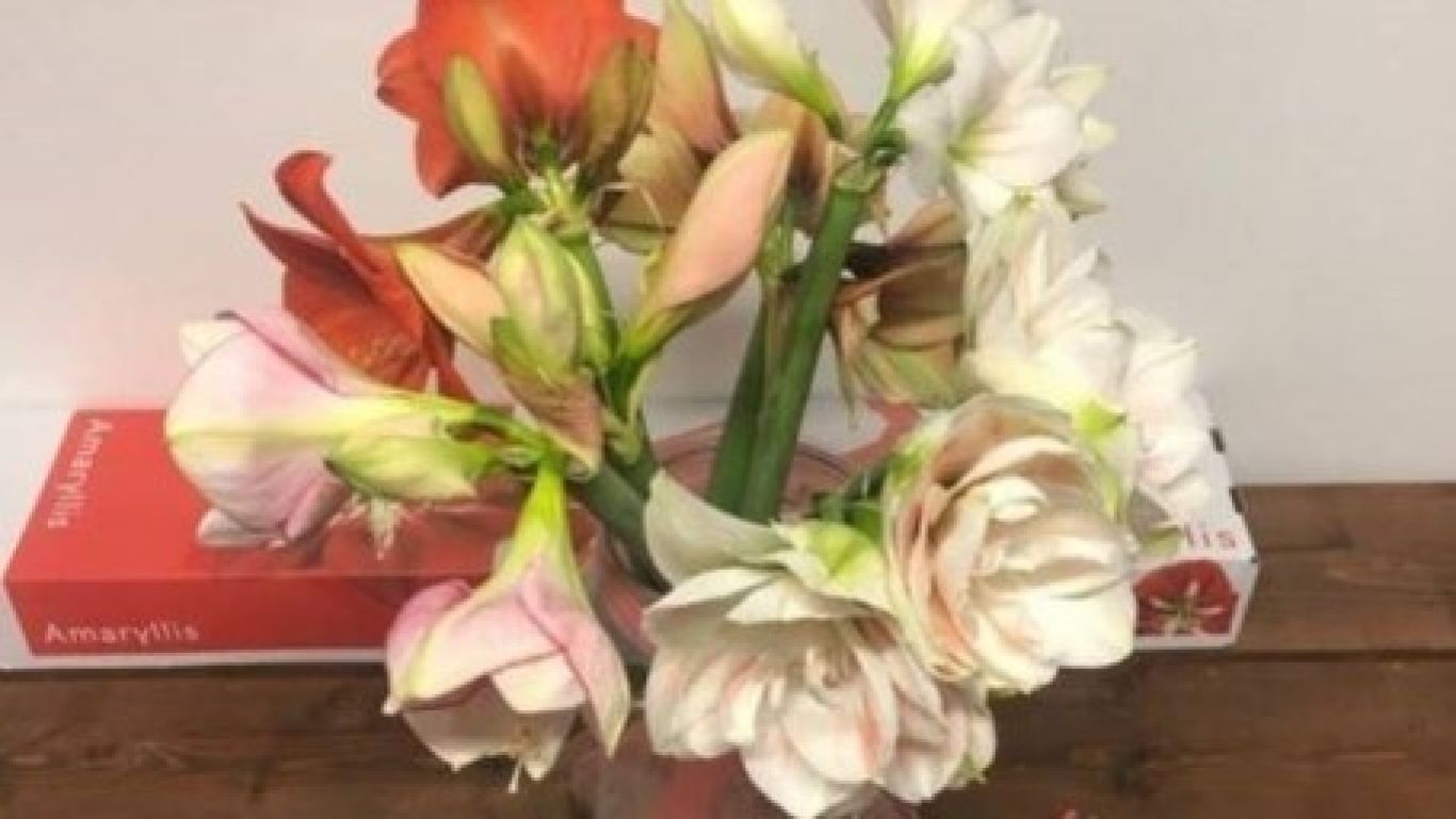 Amaryllis pakket1