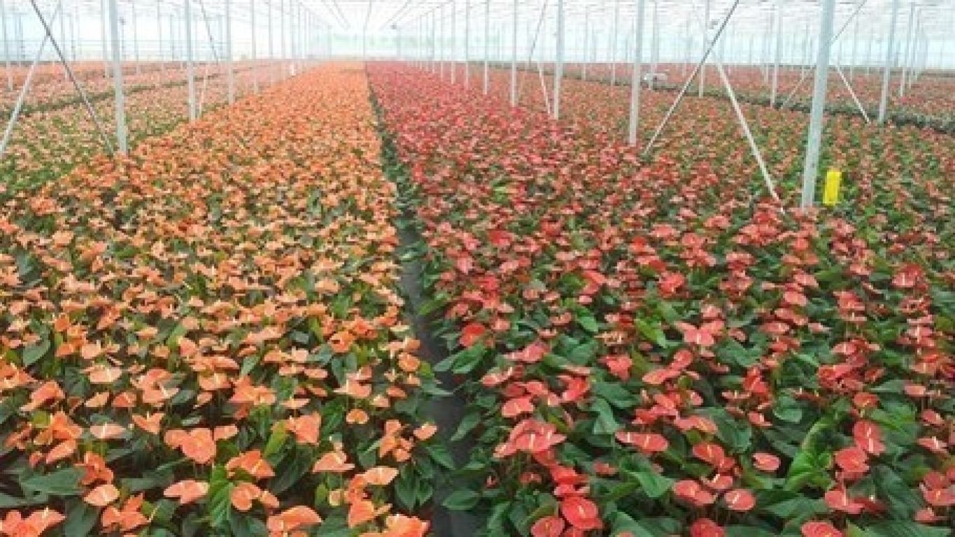 Anthurium