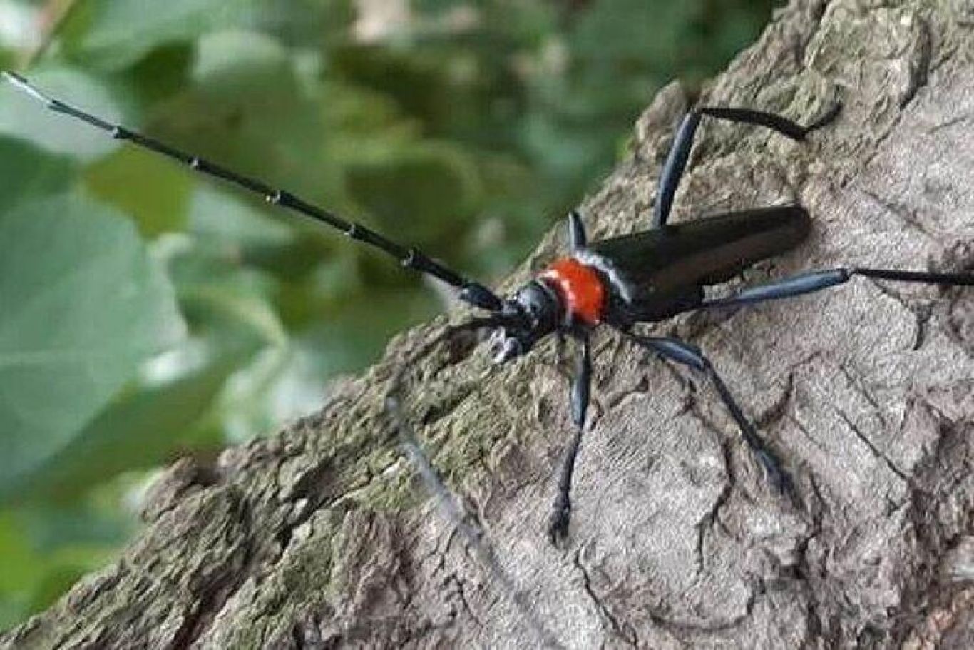 Csm aromia bungii volwassen kever 0a32d25236