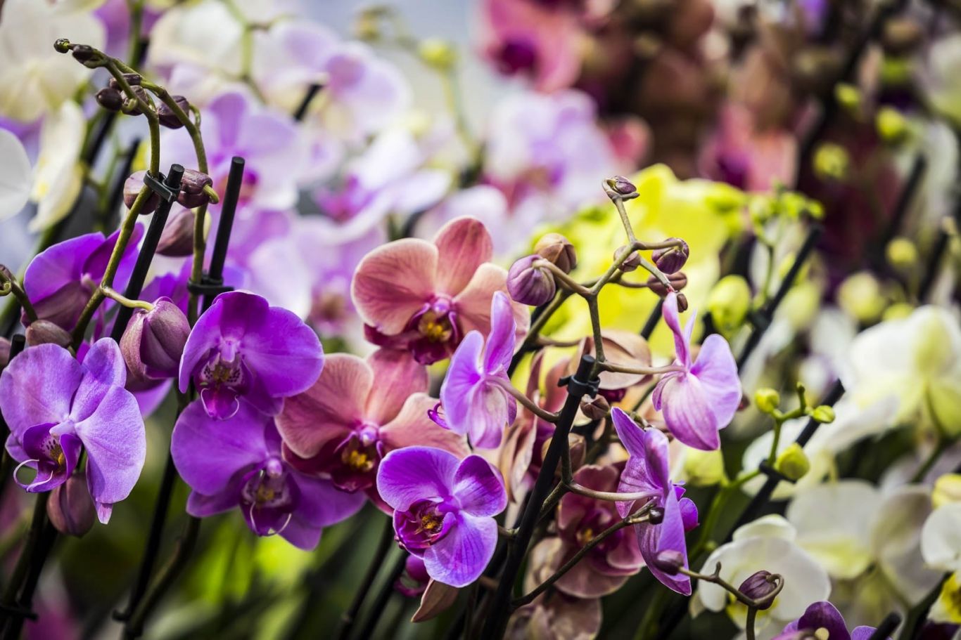 Orchideeen