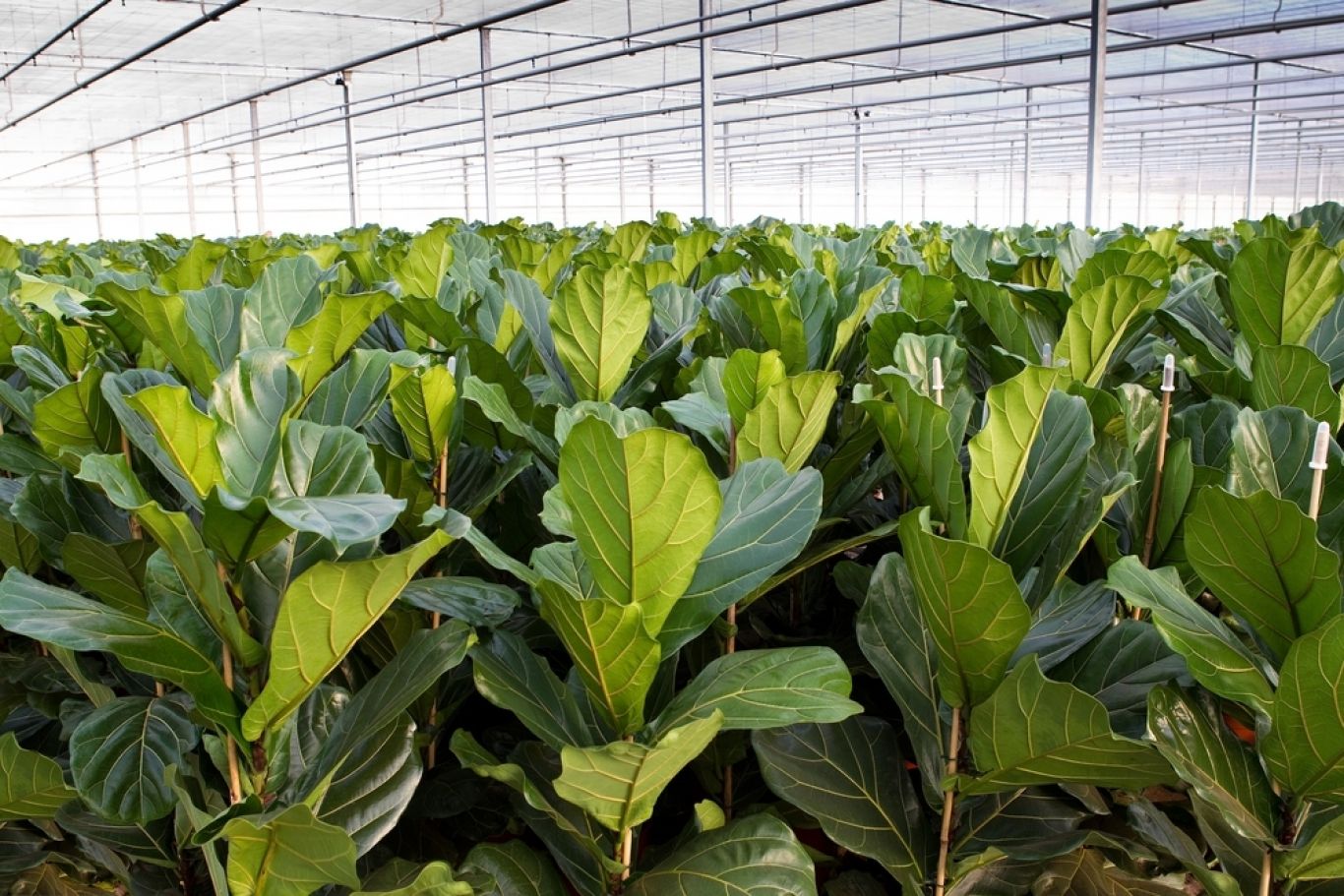 Preview Ficus AF