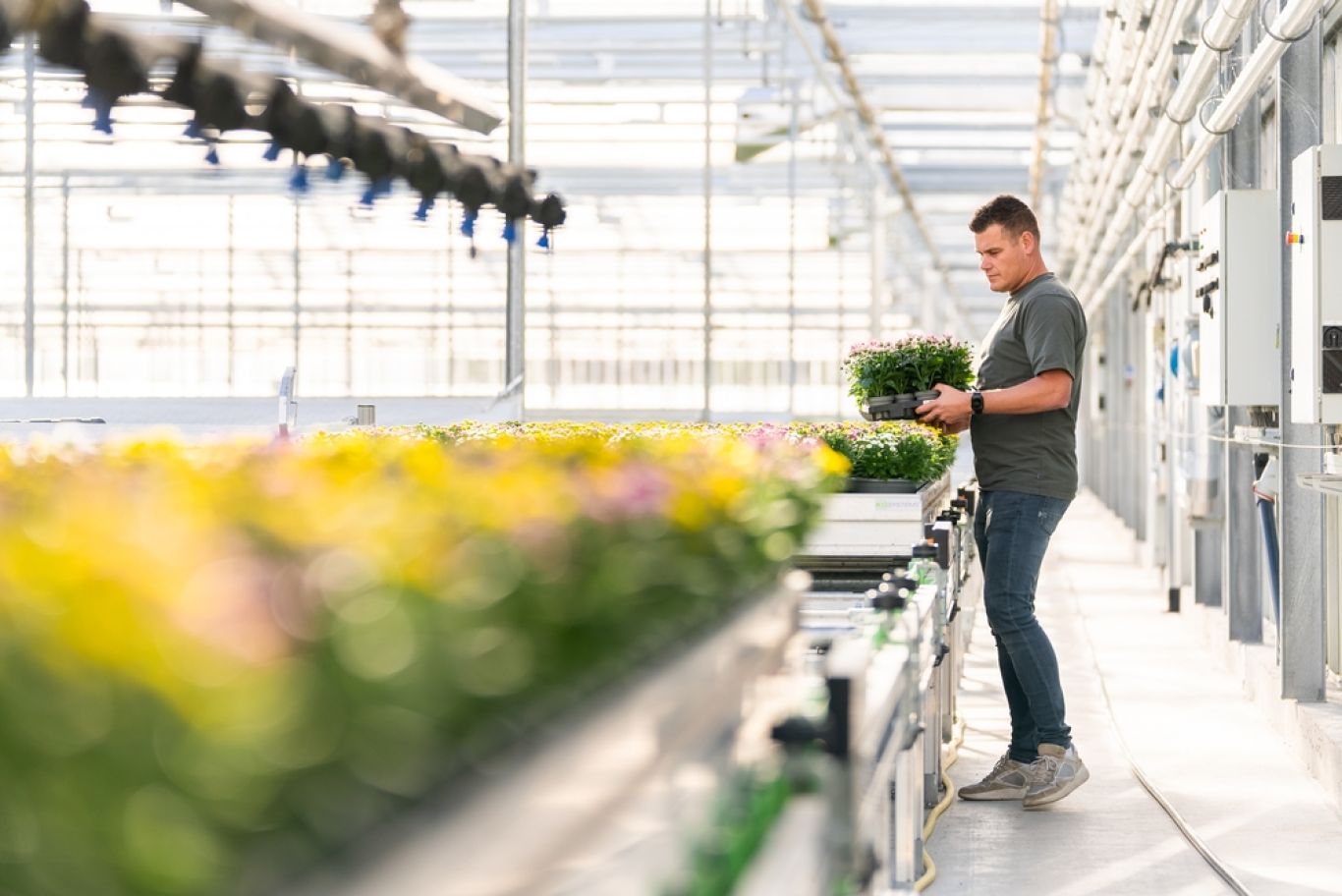 Preview Kweker bekijkt planten in kas bij Kwekerij SVCO