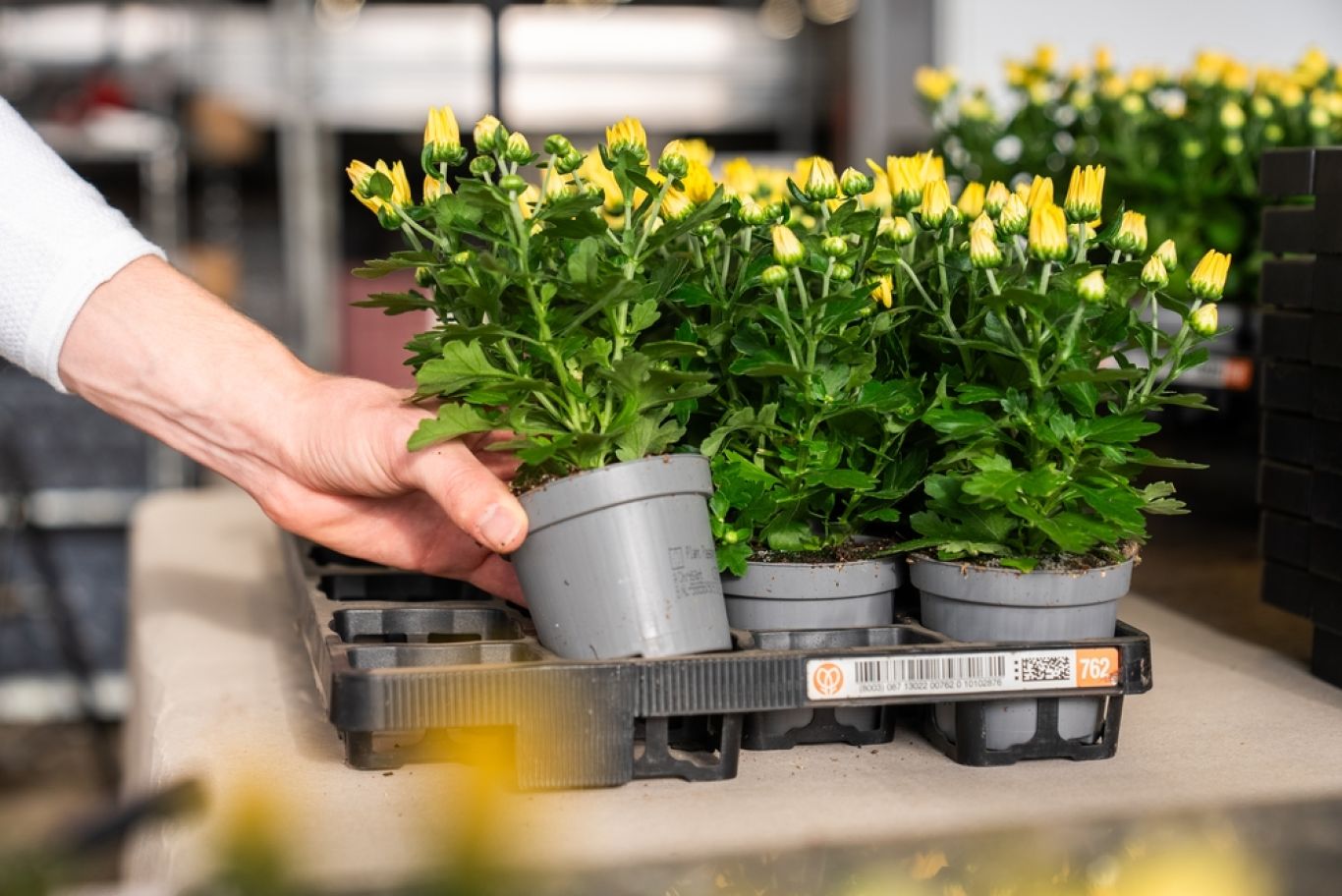 Preview Kweker plaatst planten in meermalige tray bij Kwekerij SVCO