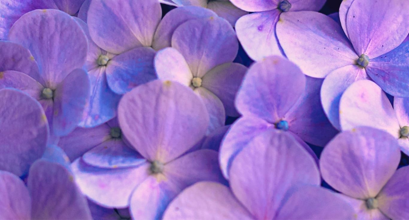 Preview Macrofoto bloemen 18