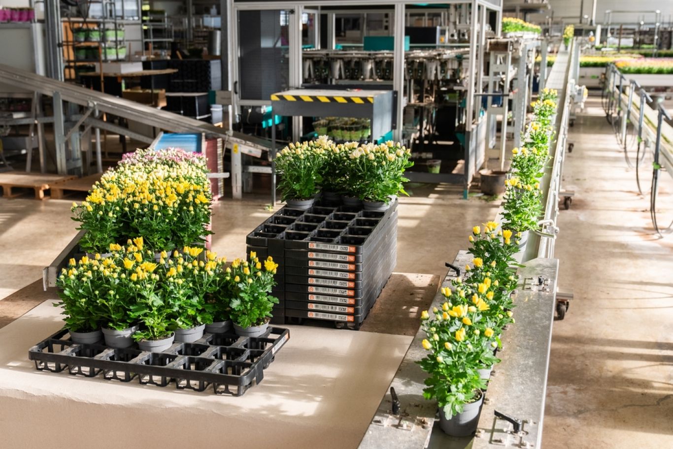 Preview Planten en meermalige tray Floratino bij Kwekerij SVCO