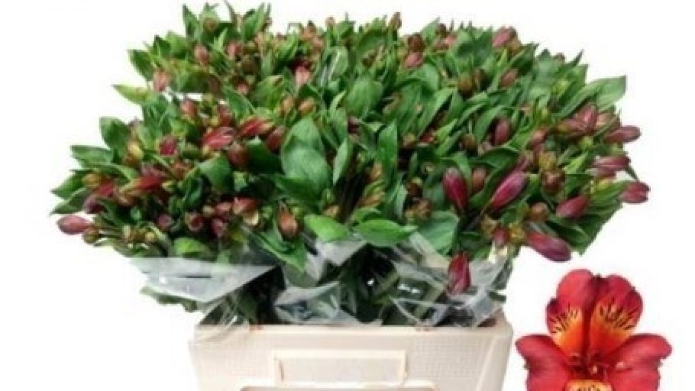 Royal floraholland beeldveilen