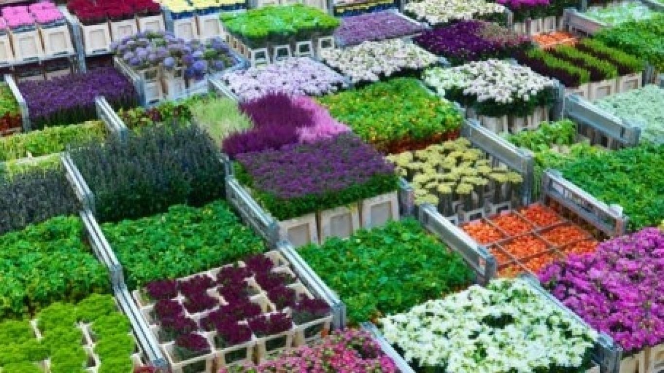Royal floraholland bloemen 1