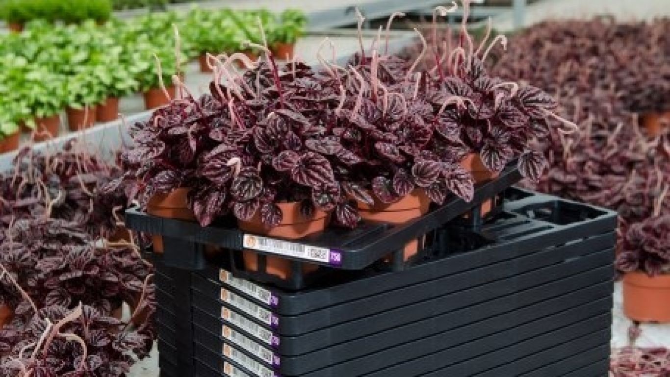 Royal floraholland floratino plantentrays