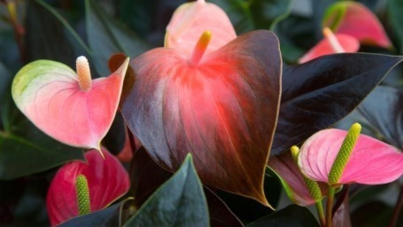 Royal floraholland anthuriums 2 1