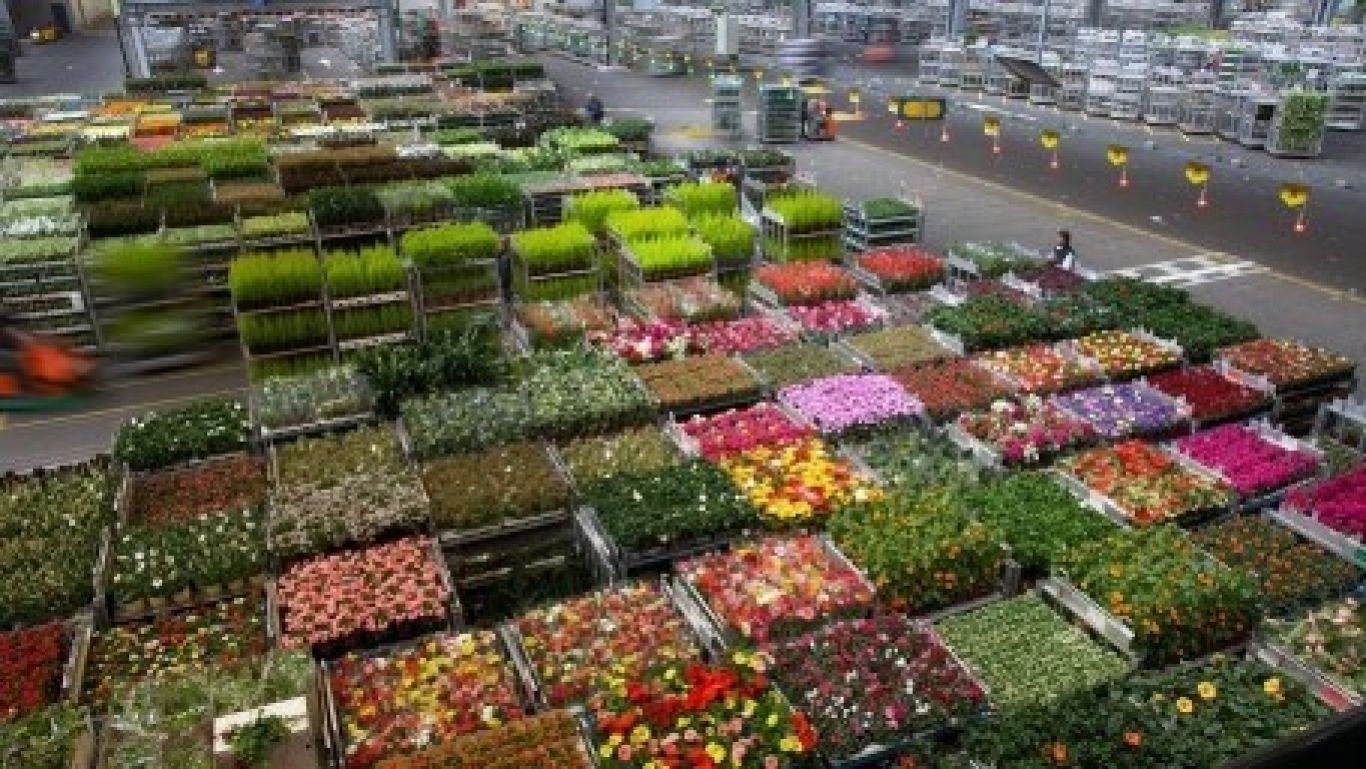 Royal floraholland incassodienst verplaatst