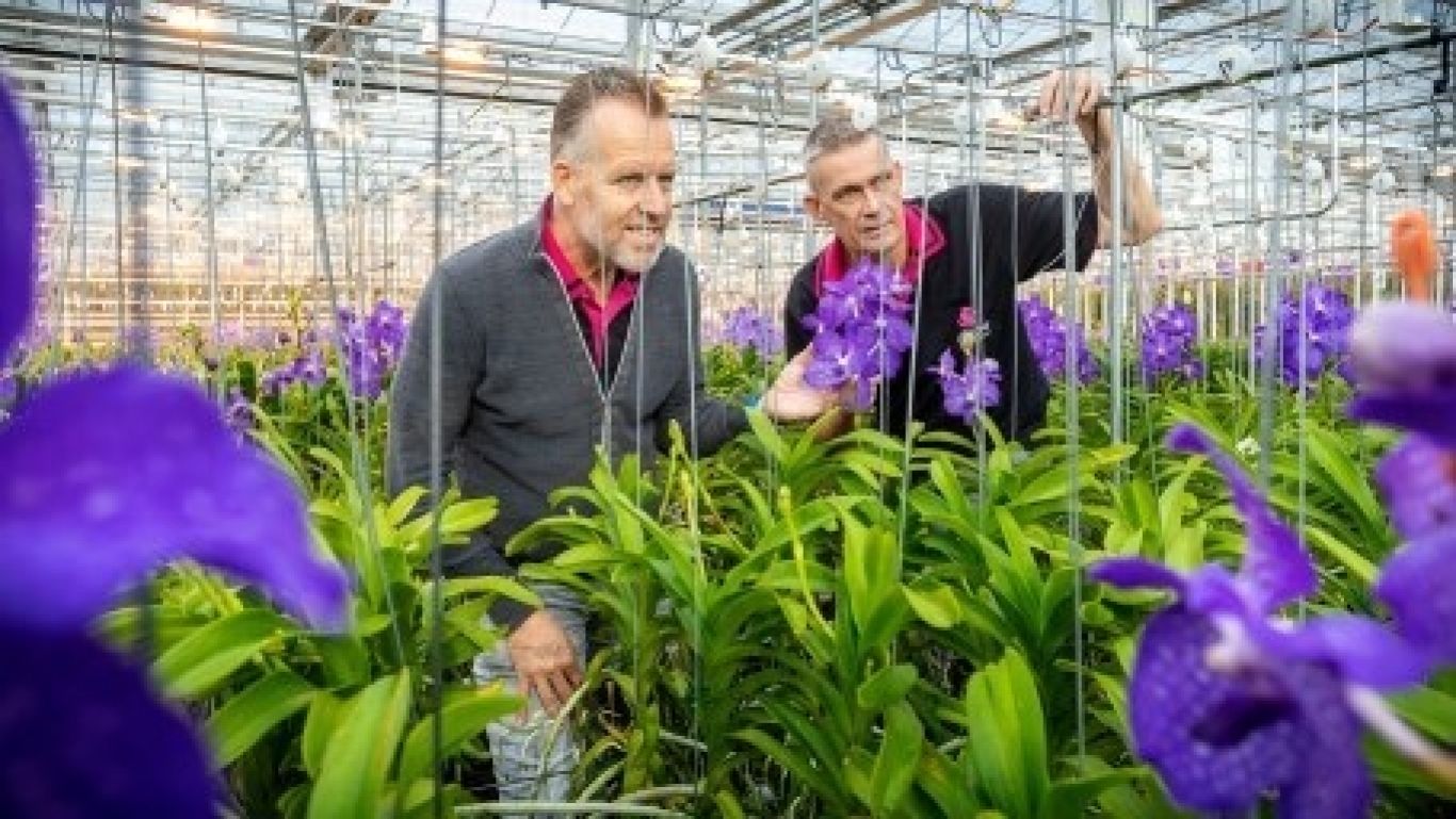Royal floraholland kruisbestuiving anco pure vanda 02