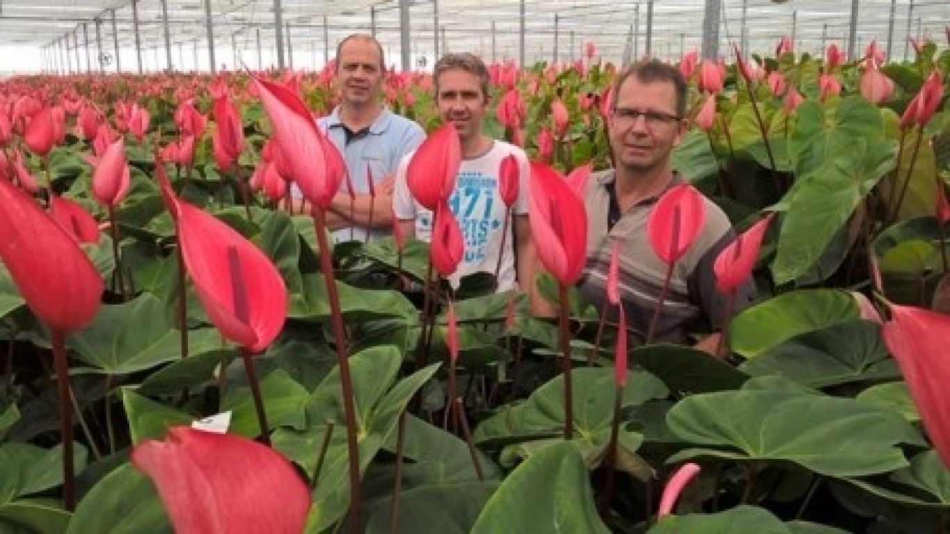 Royal floraholland pilot snijanthurium