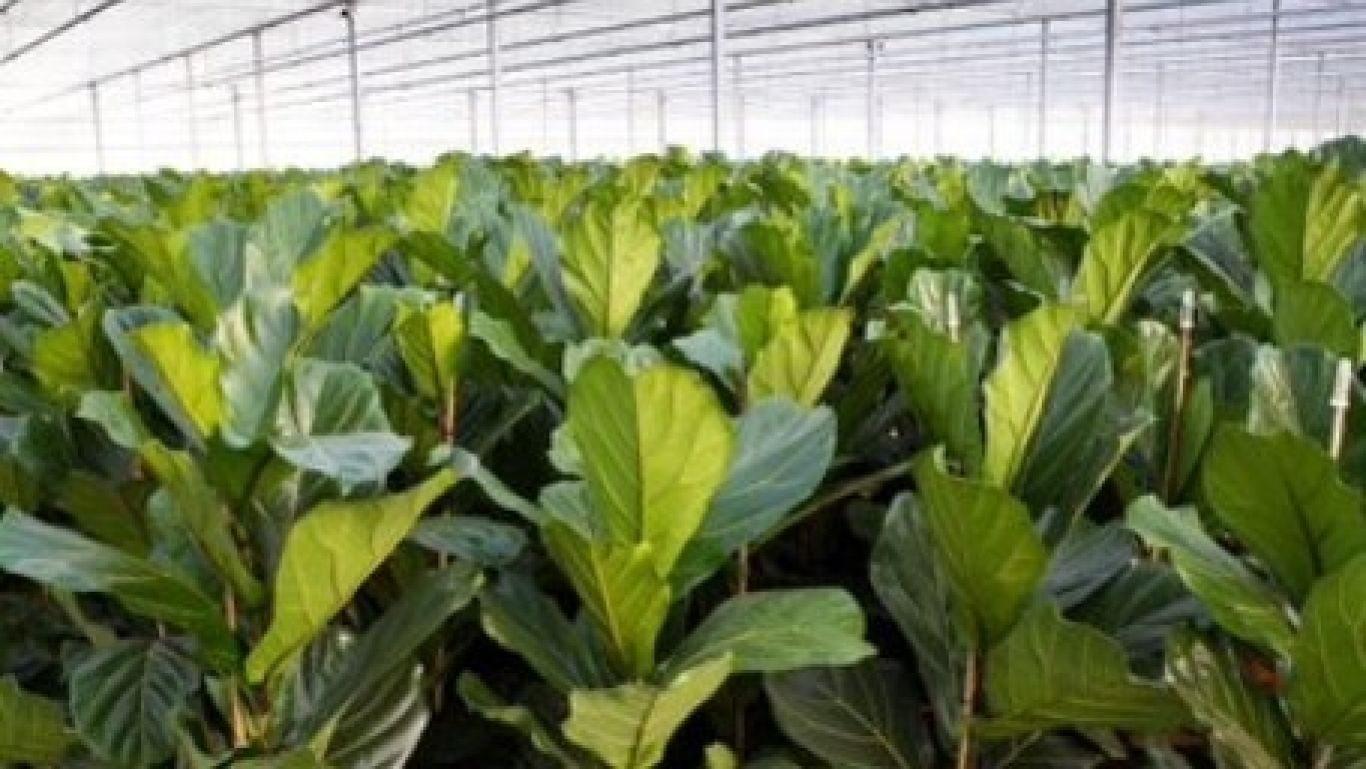Royal floraholland plantenpaspoort