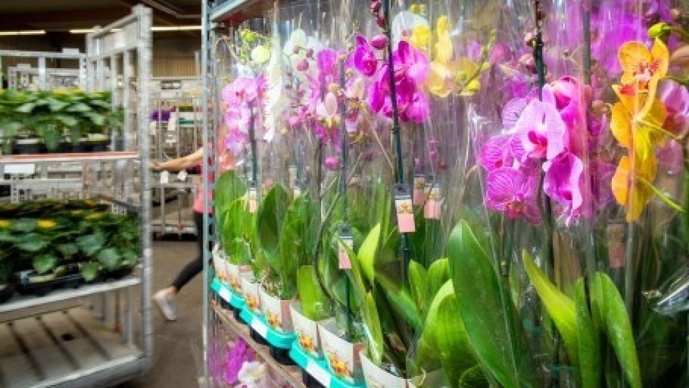 Royal floraholland dfg