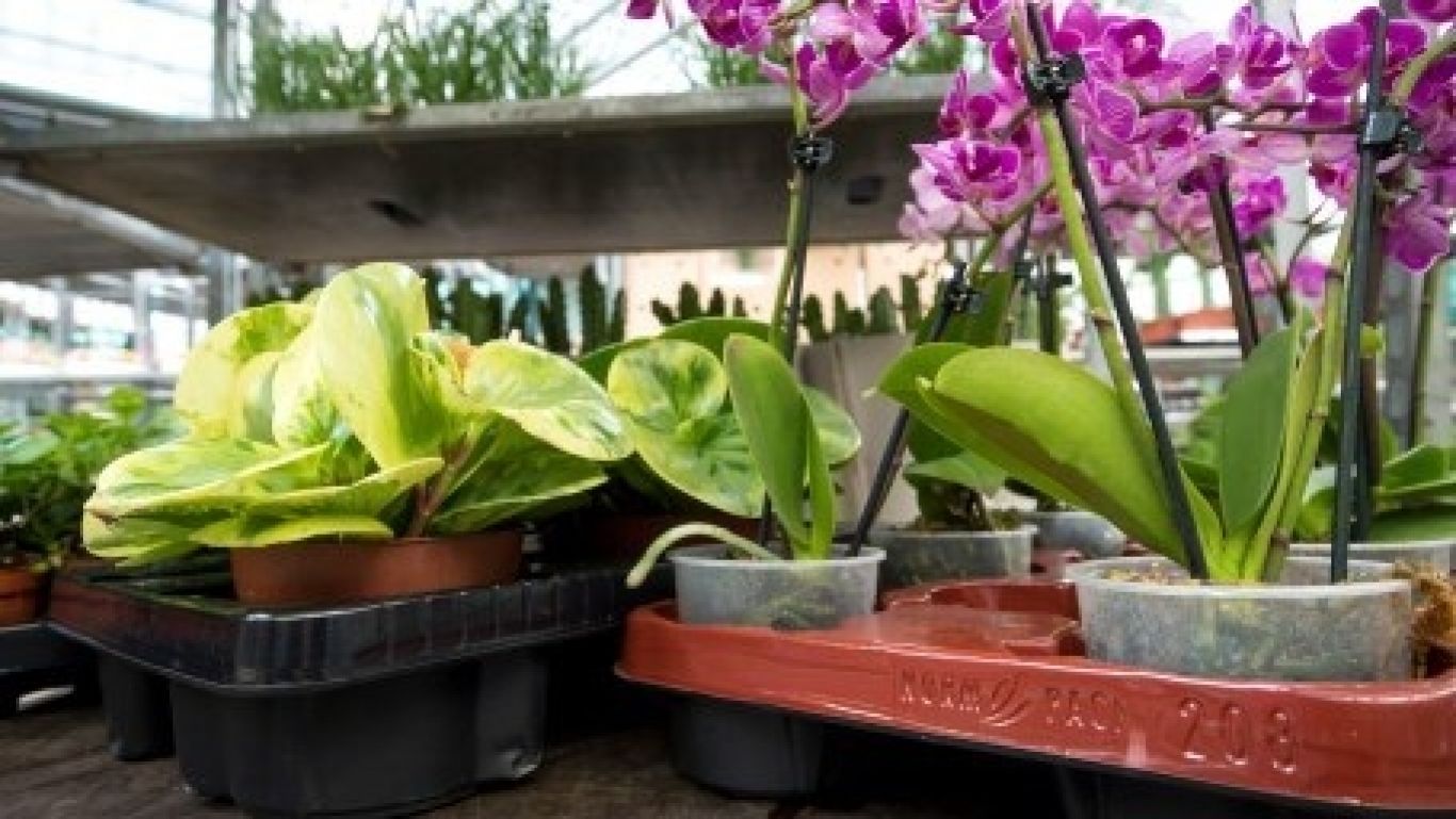 Royal floraholland recycling trays