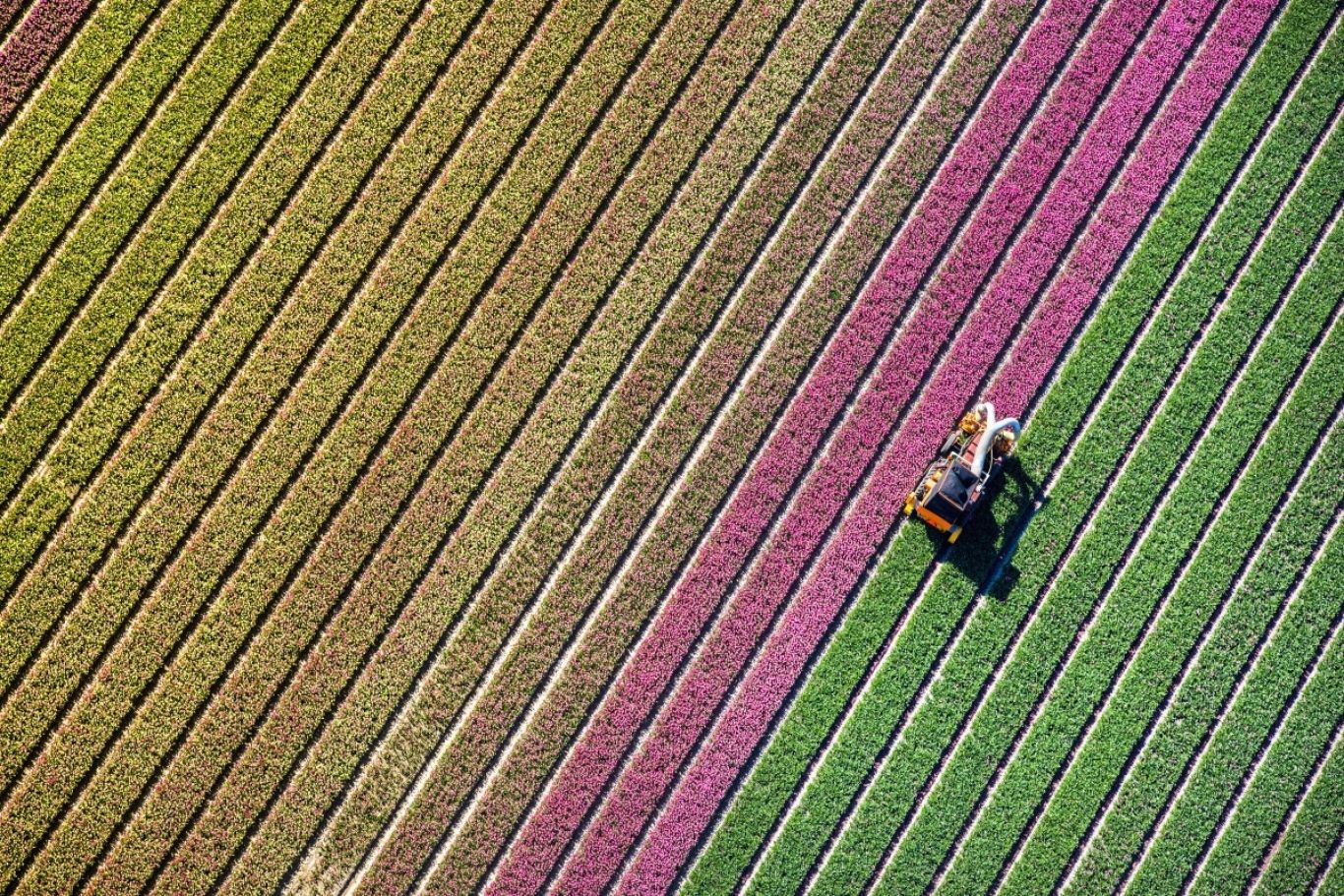 Tulpenveld aangepast