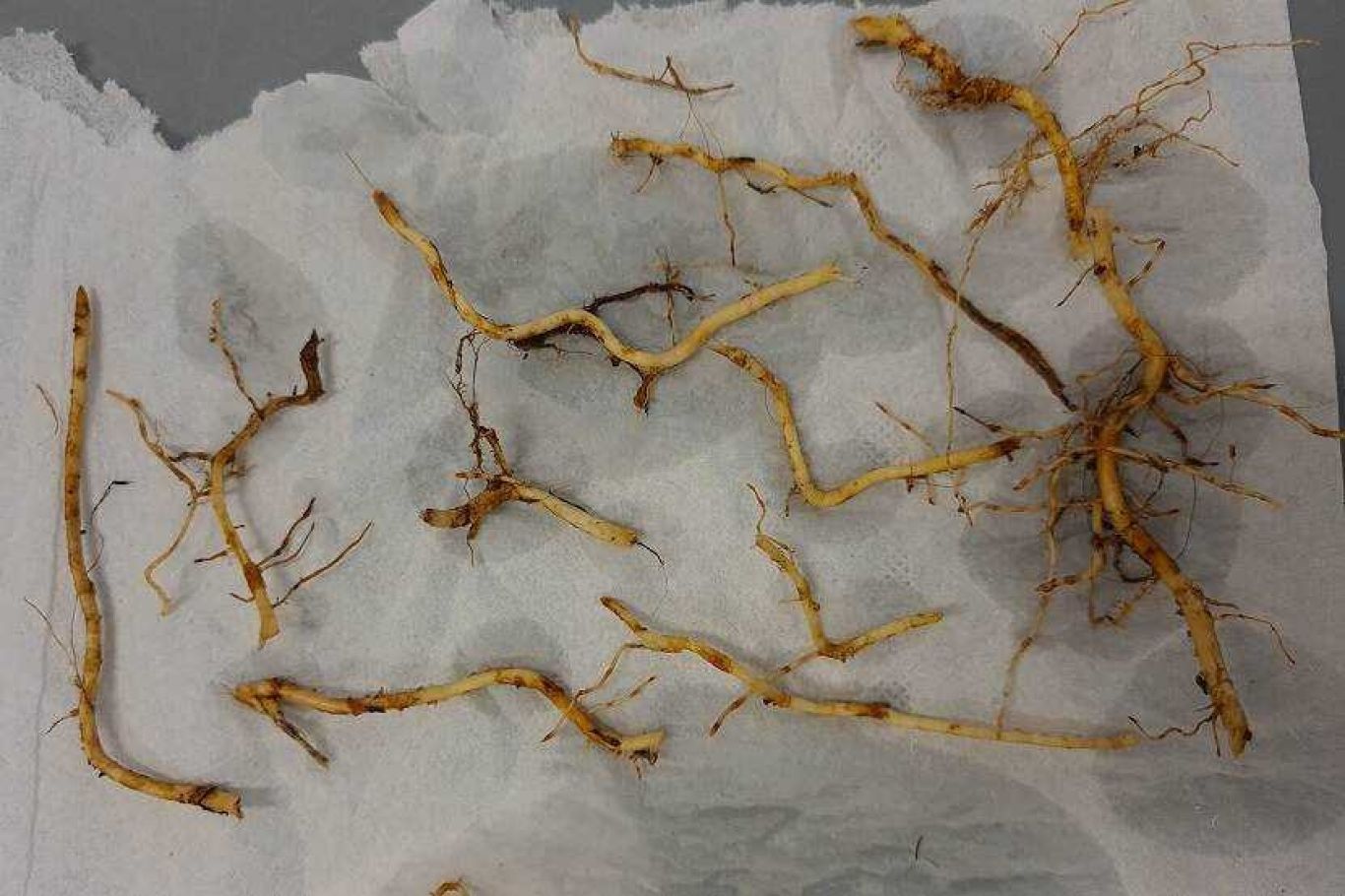 Wortelknobbelnematode meloidogyne enterolobii