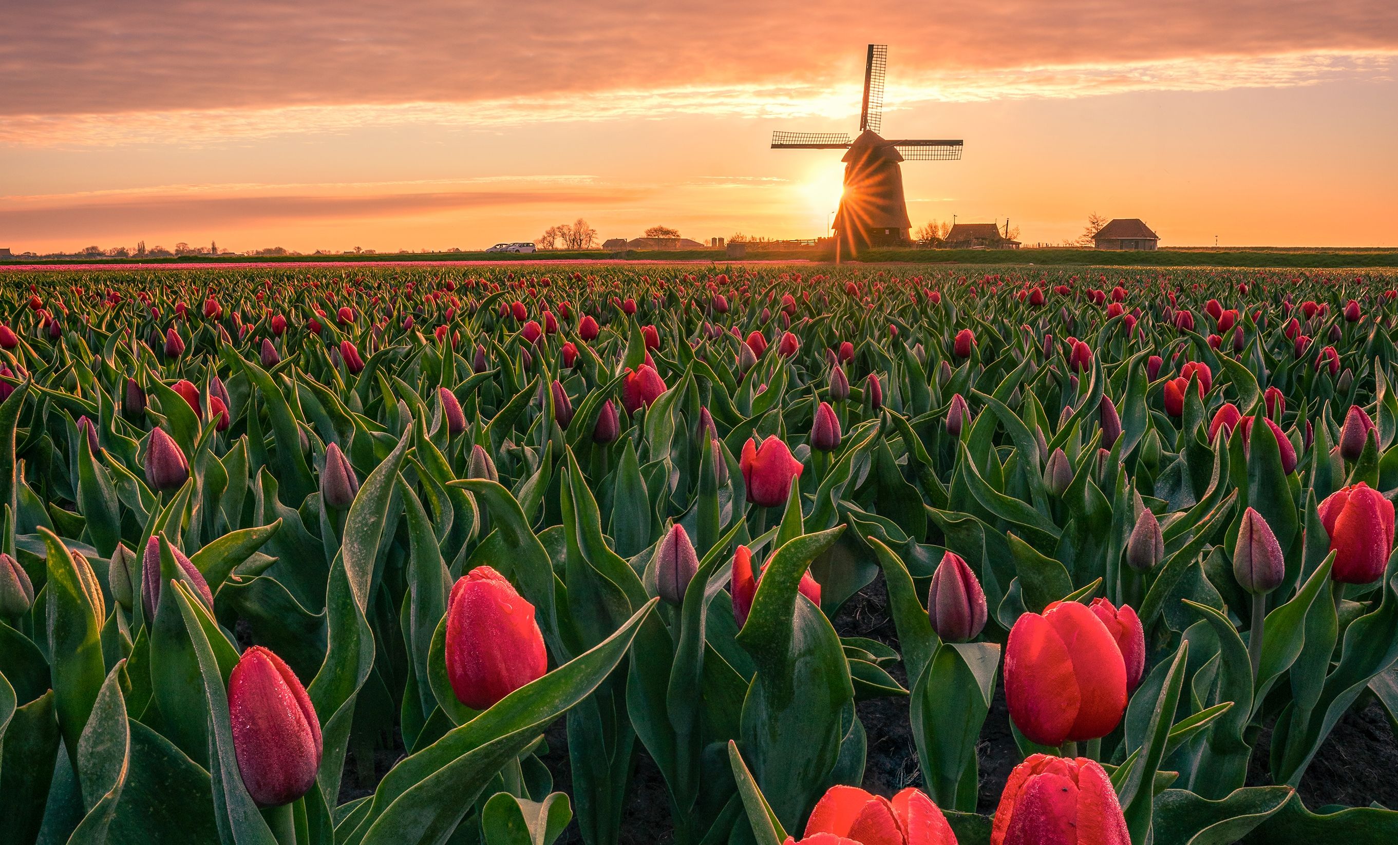 Bloemenveld tulp molen kopie 2