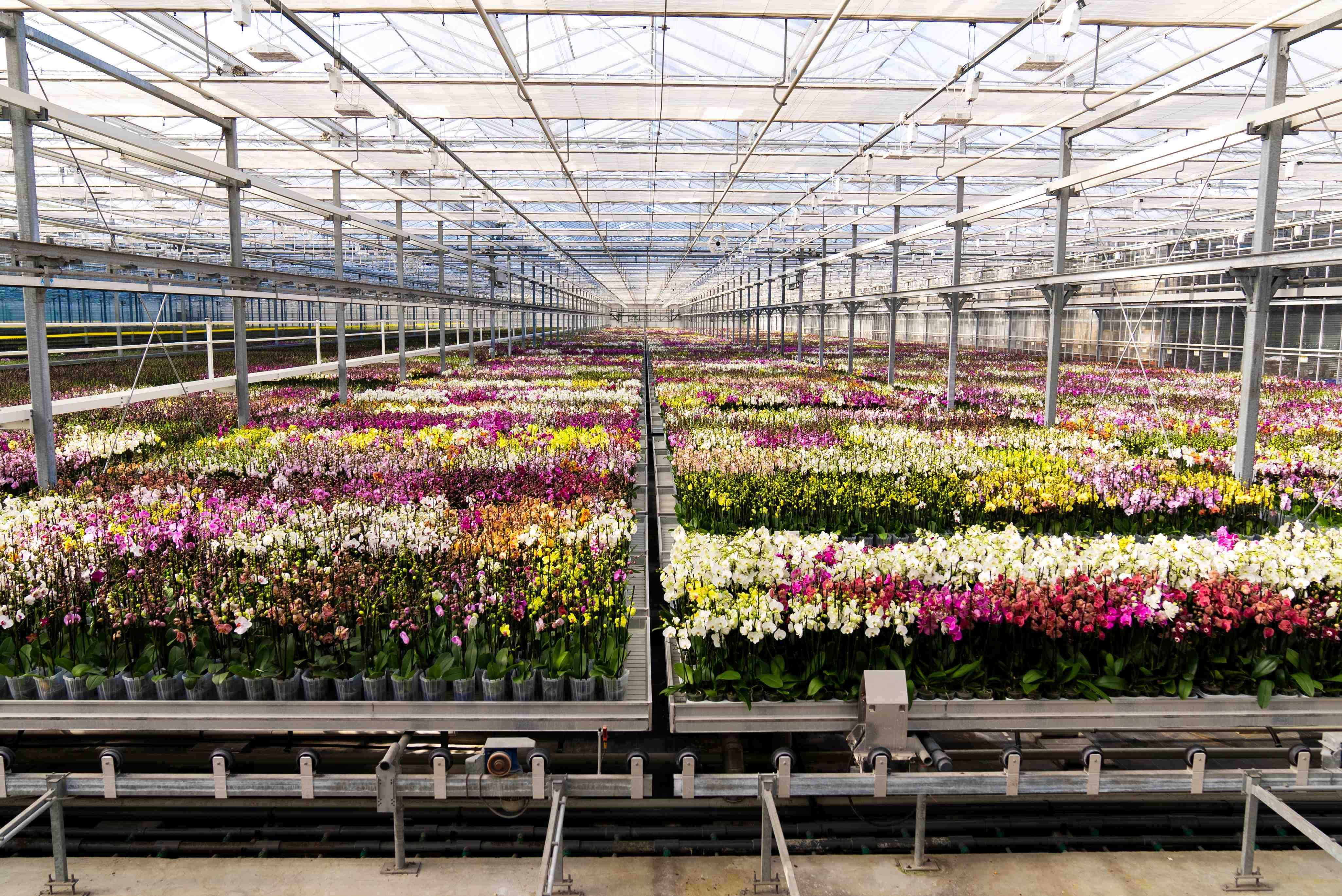 Orchidee