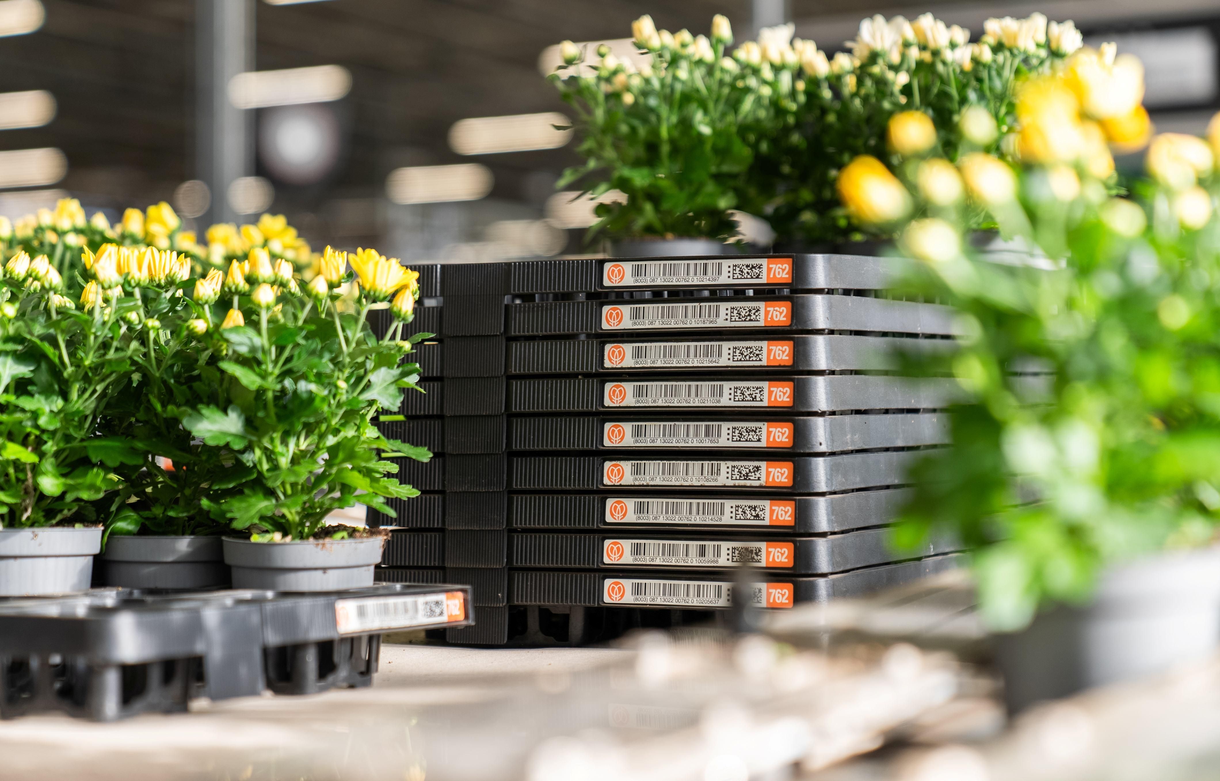 Planten in meermalige plantentray Floratino bij kwekerij SV CO