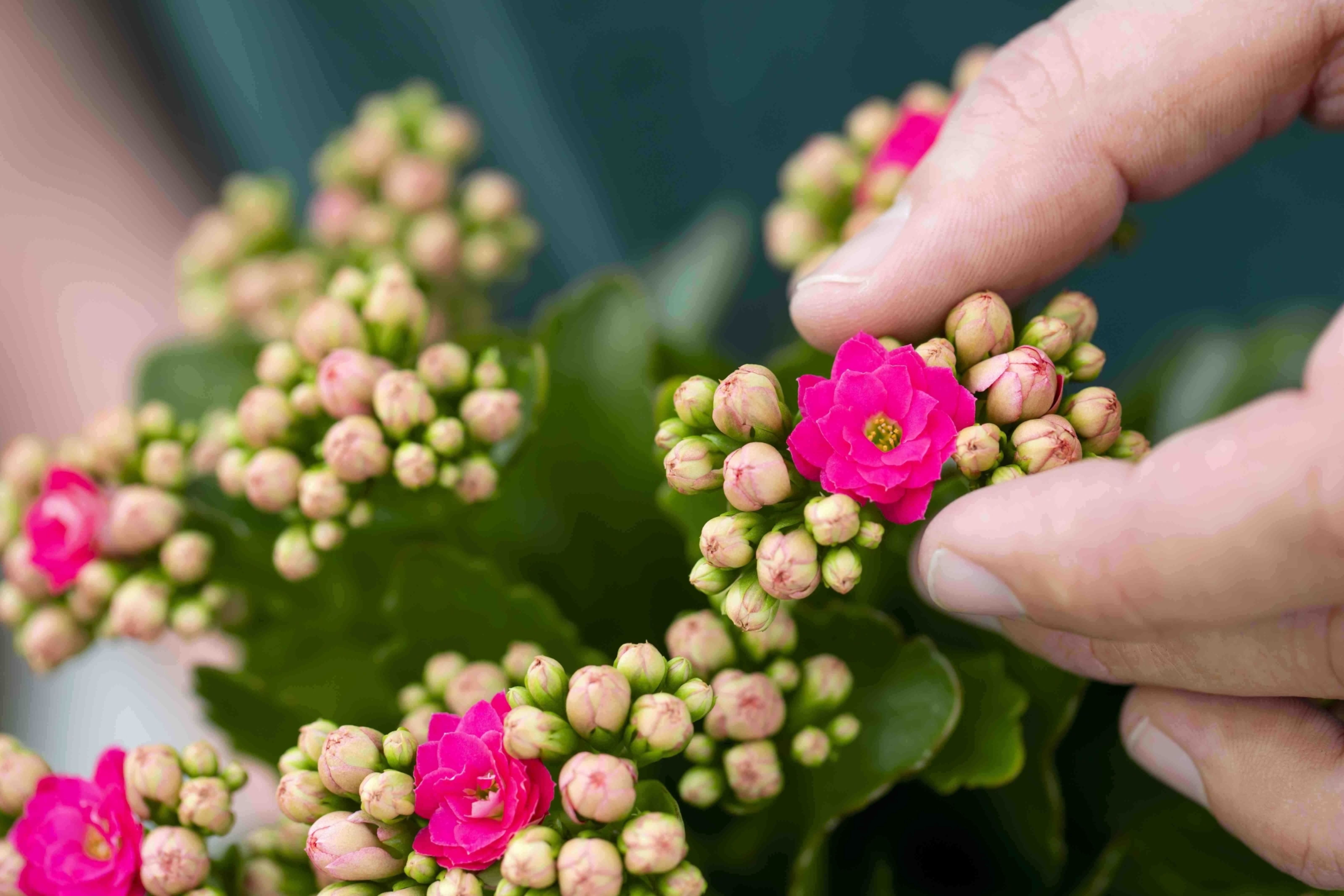 Bloemen plant in hand Bloemen plant in hand